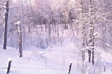 KARTU UCAPAN - : Winter Peace - KapanLagi.com