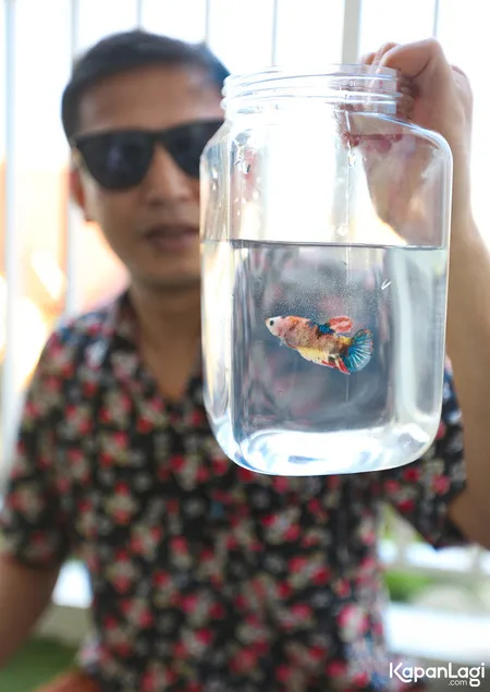 10 Foto Tresno Vokalis Tipe-X dan Kecintaannya Terhadap Ikan Cupang, Sampai Dikelonin Saat Tidur!
