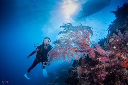 10 Potret Gisella Anastasia Saat Diving di Kalimantan Timur, Pose Cantik di Dalam Laut Hingga Berenang Bareng Ubur-Ubur