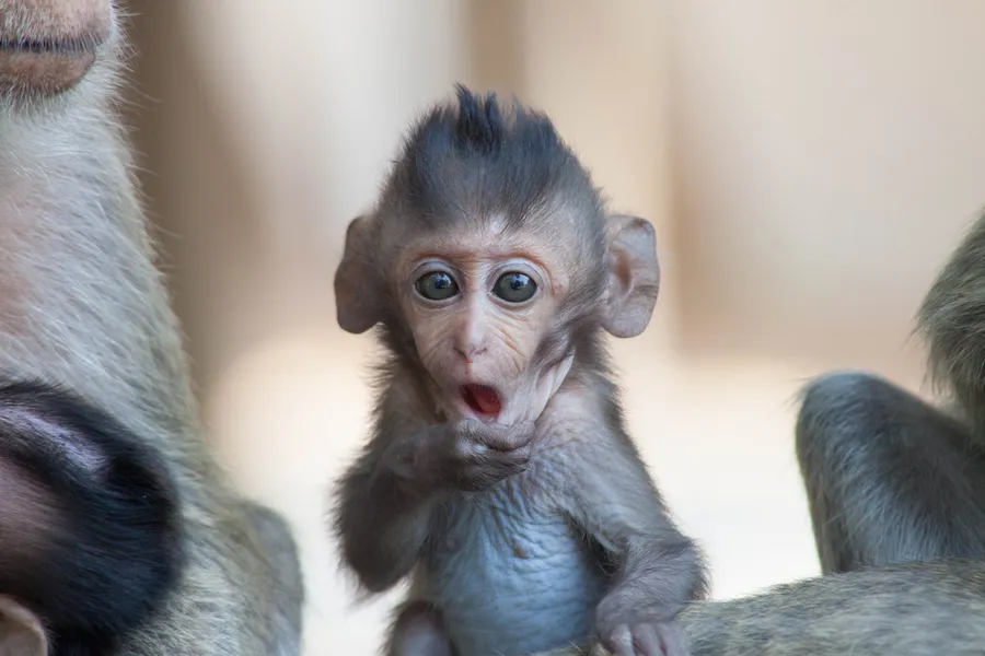 Ilustrasi monyet © Shutterstock.com