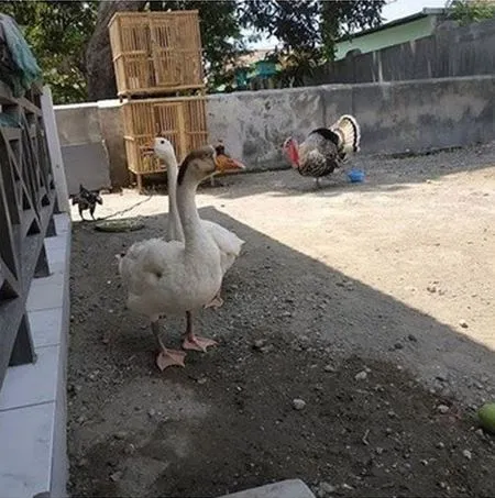 6 Foto Rumah Sederhana Kekeyi Di Nganjuk Jawa Timur Ada Kandang Bebek Dan Ayam Kalkun Kapanlagi Com