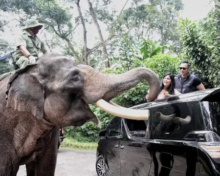 7 Potret Keluarga SBY Camping di Tengah Hutan, Seru Banget Tidur Bareng di Dalam Tenda