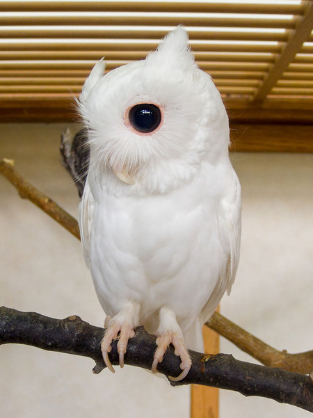 8 Potret Hewan Albino Yang Mungkin Belum Kamu Ketahui M