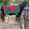Deretan Sapi Kurban Para Artis, Ada yang Diberi Nama Macan hingga Popeye