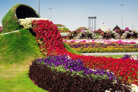 Dubai Miracle Garden Taman Bunga Terbesar Dan Terindah Di Dunia