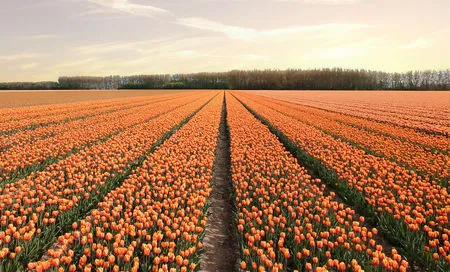 Foto Begini Pemandangan Cantik 7 Juta Bunga Tulip Di Belanda M Kapanlagi Com