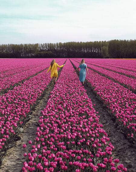 Foto Begini Pemandangan Cantik 7 Juta Bunga Tulip Di Belanda M Kapanlagi Com
