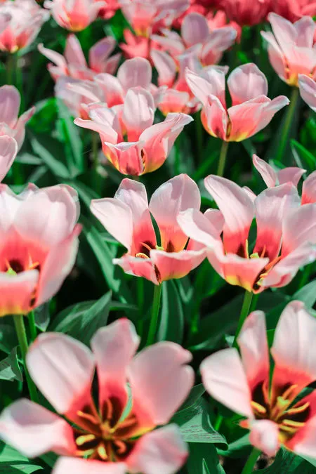 Foto Begini Pemandangan Cantik 7 Juta Bunga Tulip Di Belanda M Kapanlagi Com