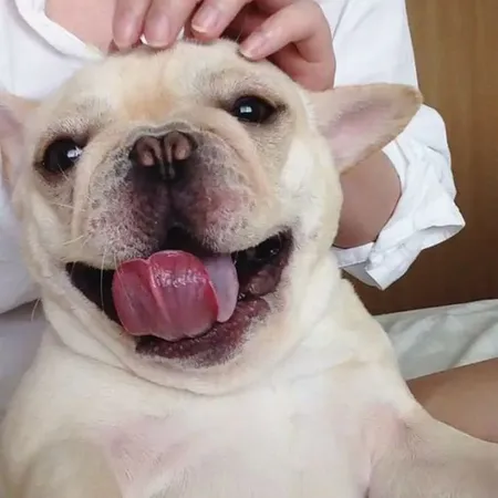 Foto Milo Anjing Bulldog Unyu Yang Ekspresinya Bikin Gemas M Kapanlagi Com