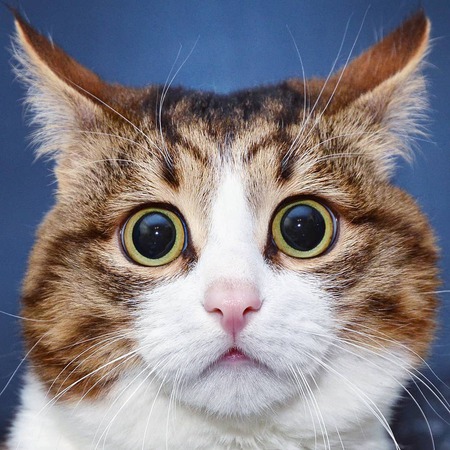 Galeri Kocak Rexie Kucing Cacat Dengan Ekspresi Menggemaskan M Kapanlagi Com