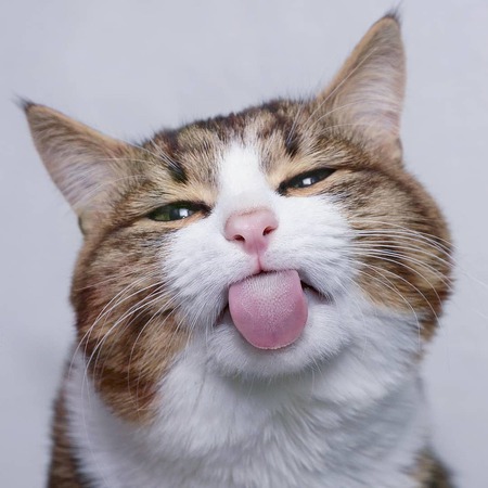 Galeri Kocak Rexie Kucing Cacat Dengan Ekspresi Menggemaskan M Kapanlagi Com