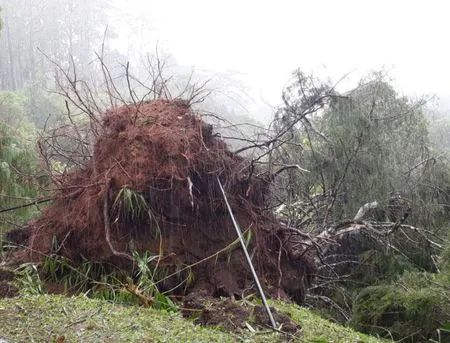 Gara Gara Cuaca Ekstrem Kebun Raya Cibodas Ditutup M