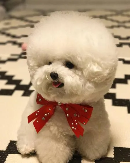 Lucunya Tori Anjing Dari Korea Berkepala Bulat Dan Suka Senyum M Kapanlagi Com