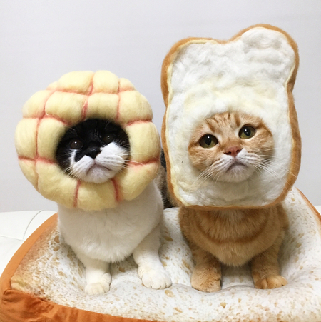 Pakai Kostum Bentuk Makanan Kucing Ini Terlihat Lucu Menggemaskan M Kapanlagi Com