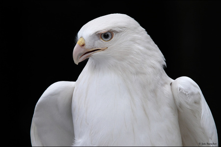 480+ Gambar Burung Elang Merah Terbaik