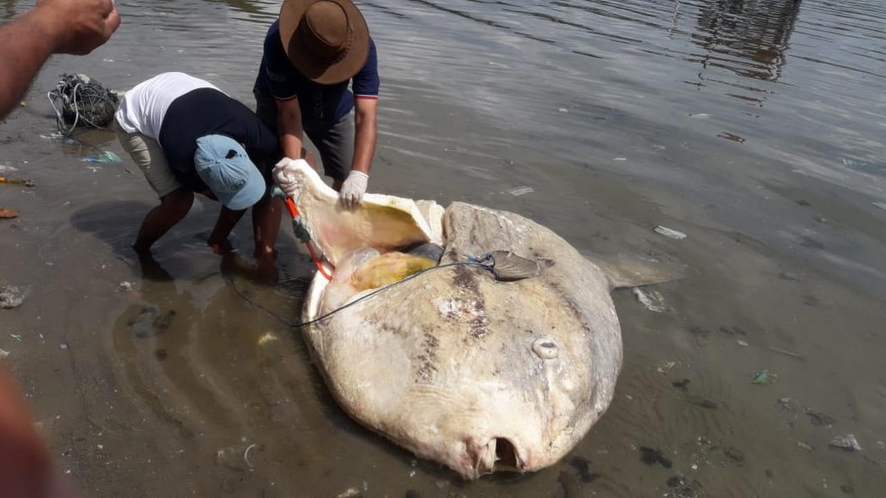 7800 Koleksi Foto Penampakan Ikan Raksasa Terbaru