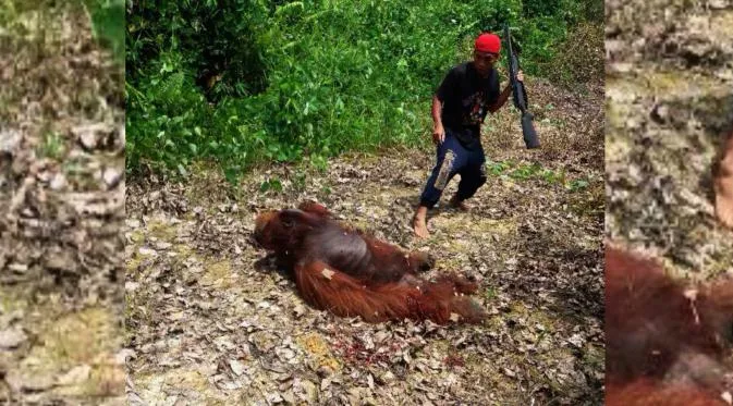Orangutan di kebun kelapa sawit Kalimantan Tengah dibunuh karena dianggap mengganggu © merdeka.com