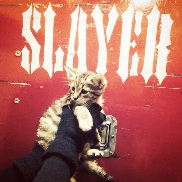 Foto kucing yang diselamatkan Slayer @facebook.com/OldNationalCentre