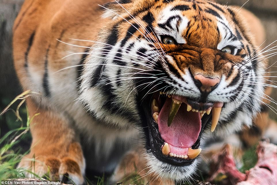 Gigi Taring Patah Harimau Malang Ini Kini Bergigi Emas