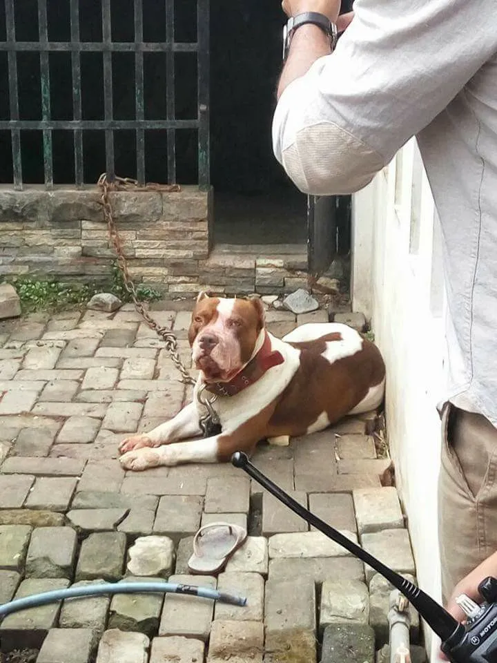 Anjing Pitbull yang diduga menyerang seorang anak perempuan hingga meninggal dunia karena kaget © Facebook.com/Yuni Rusmini
