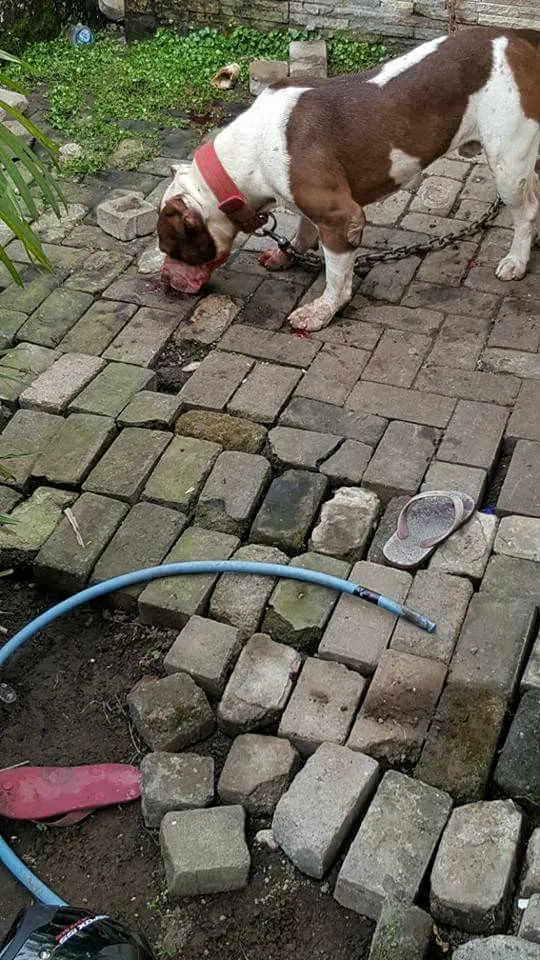 Sebelumnya didapatkan keterangan bahwa anjing Pitbull tersebut sering bermain dengan korban © Facebook.com/Yuni Rusmini