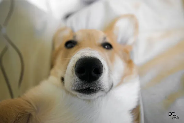 Aksi Konyol Hewan Hewan Saat Selfie Asli Atau Hoax Plus