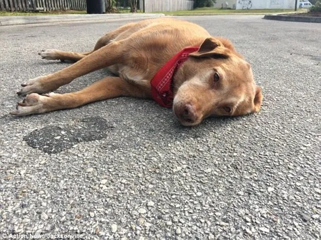 Gara Gara Majikan Tewas Anjing Ini Pilih Berbaring Sedih Di Tkp