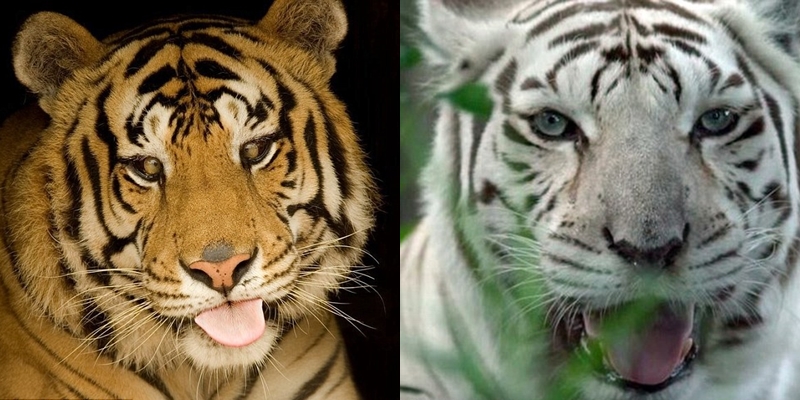 Download 8800 Koleksi Gambar Harimau Gagah Paling Bagus HD