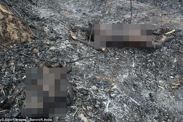 Miris Kelompok Orangutan Ini Tewas Terbakar Di Hutan Lindung