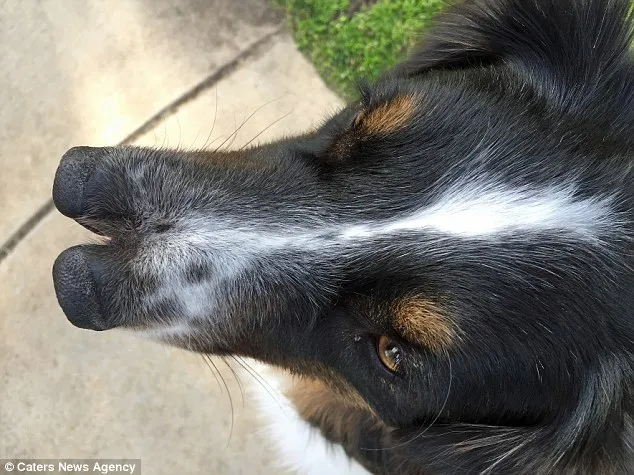 Berakhir Di Sirkus Nasib Anjing Berhidung Dua Ini Bikin Sedih