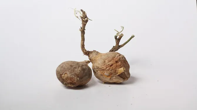 Bengkoang (Cr.Kapanlagi.com/Shutterstock)