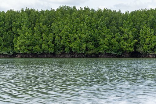Daerah yang menjadi tempat tumbuh hutan mangrove adalah
