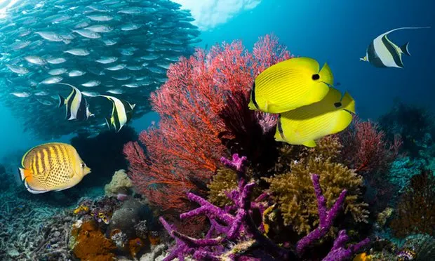 Penampakan terumbu karang Raja Ampat yang dinobatkan sebagai tujuan wisata diving terbaik di dunia © The Guardian