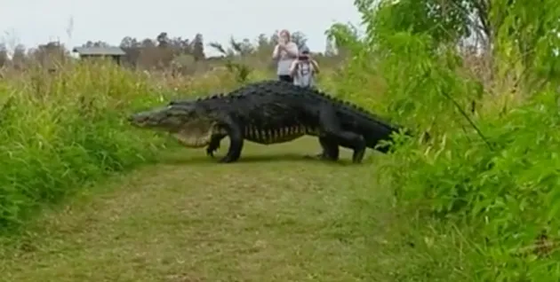 Buaya Raksasa Yang Melintasi Para Turis di Florida © huffingtonpost.co.uk