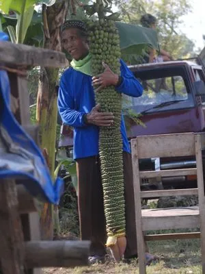 Pohon pisang berbuah seribu jadi viral karena jarang ditemukan di Indonesia © planet.merdeka.com