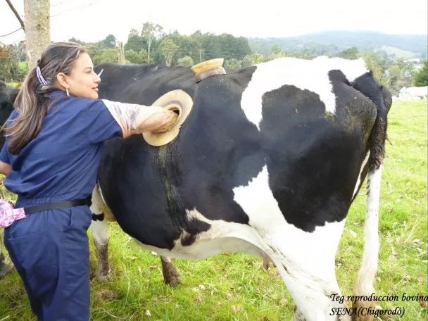 Sapi di Swiss memiliki lubang di perutnya untuk memudahkan pemeriksaan nutrisi yang dikonsumsi © wittyfeed.com