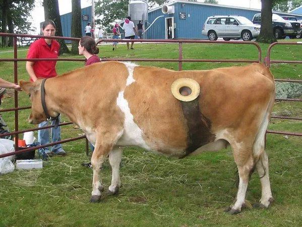 Kelihatannya menyiksa namun sapi yang dipasangi fistula justru memiliki angka harapan hidup lebih lama © wittyfeed.com