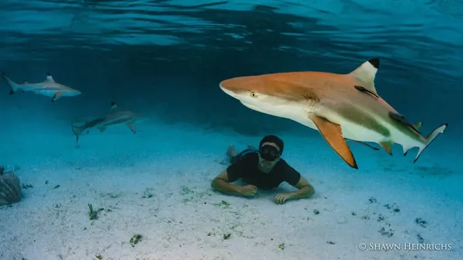 Keindahan bawah laut Indonesia yang ingin Hamish pertahankan. © Shawn Heinrichs via instagram.com/HamishDW