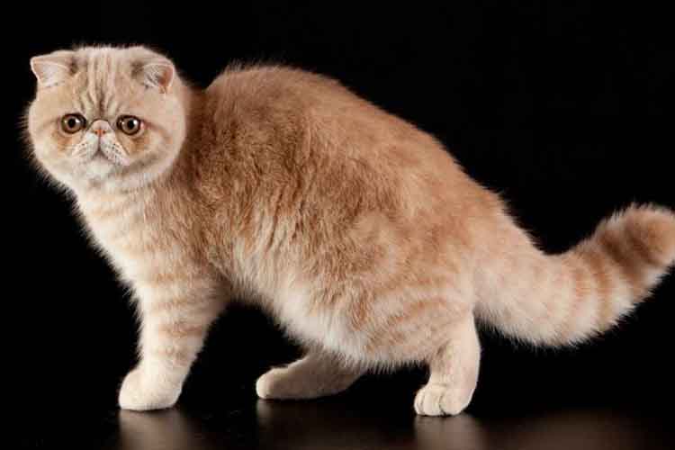6 Jenis Kucing Persia yang Cocok Jadi Hewan Peliharaan, Ketahui -
kucing hidung pendek