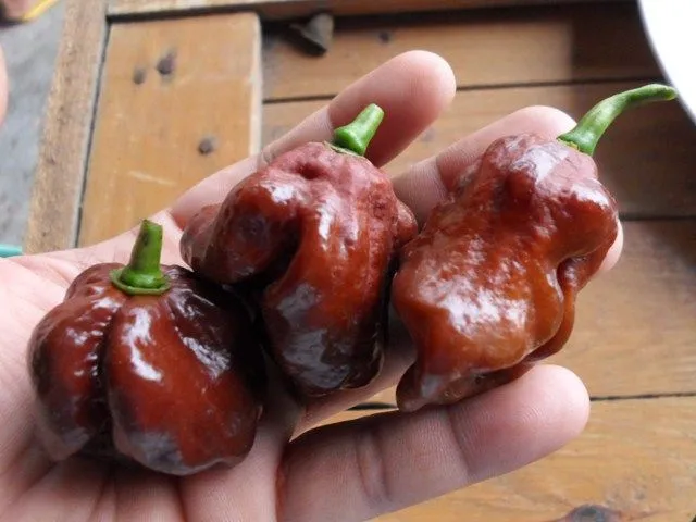 Foto: Pinterest/GreenTumbRN