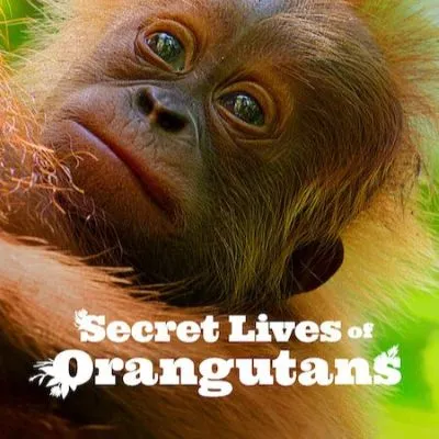 9 Film yang Menyorot Kehidupan Orangutan, Sajikan Kisah Satwa dan Upaya Konservasi