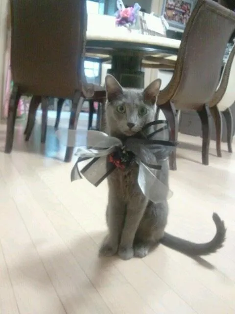 Ikut merayakan? Kucing Jaejoong, Jiji pun mengenakan 'kostum' untuk merayakan kembalinya Jaejoong ke twitter. | via @bornfreeonekiss