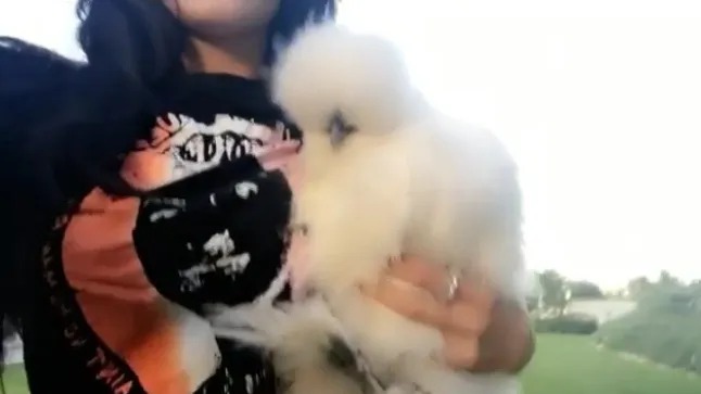 Ini ayam peliharaan Kylie, lucu sih ya ©instagram