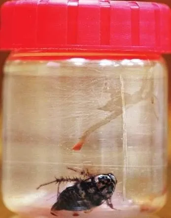 Kecoa yang berhasil dikeluarkan dari otak Selvi © metro.co.uk