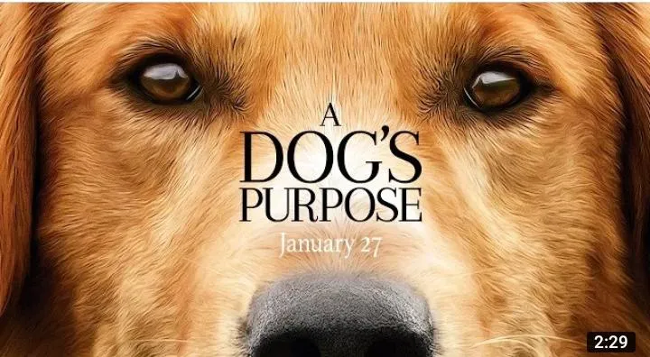A Dog's Purpose (2017) 