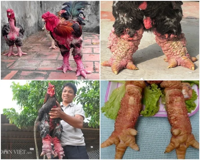 101+ Gambar Ayam Betina Vietnam Paling Keren 101+ Gambar Ayam Betina Vietnam Paling Keren