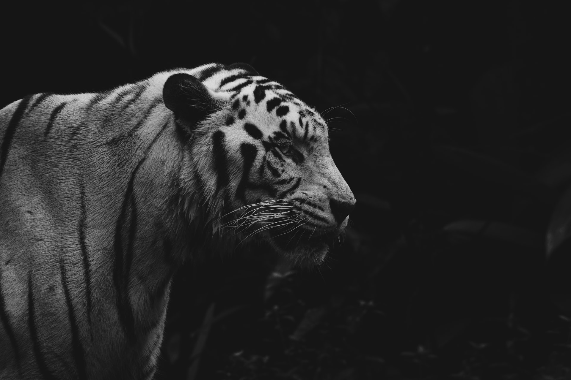 13 Arti Mimpi Dikejar Harimau dalam Berbagai Pandangan, Ada Pesan Baik