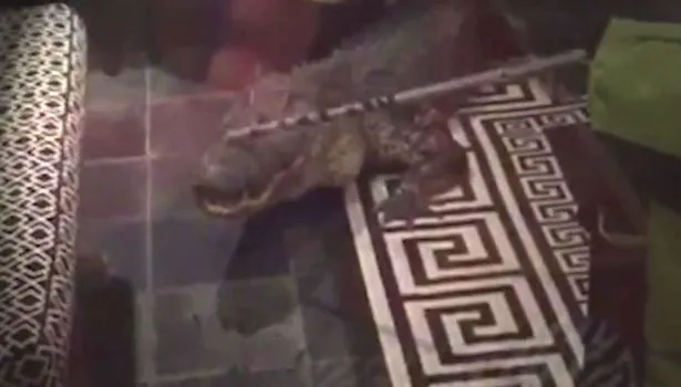 Dikira maling masuk, ternyata rumah keluarga ini disatroni buaya