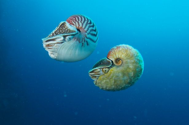 31 Tahun Hewan  Laut  Paling Aneh  dan Langka Ini Ditemukan 