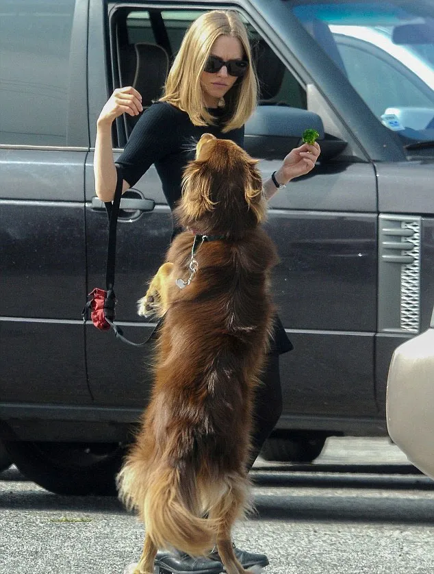 Amanda Seyfried memberi makan anjing peliharaannya © Dailymail.co.uk